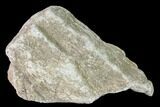 Rough, Agatized Dinosaur Bone - Colorado #142527-1